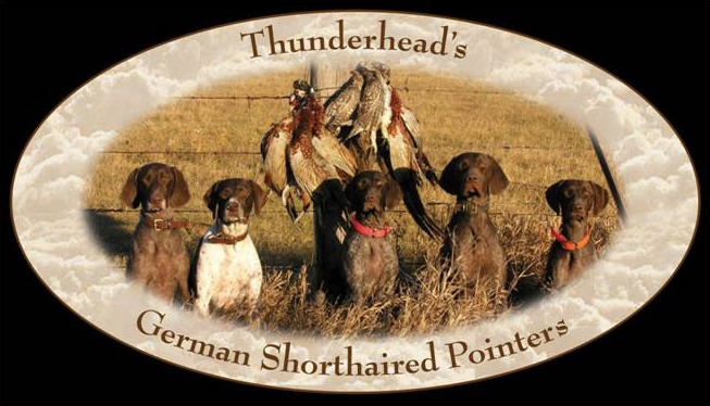 Thunderhead German Shorthair Pointers